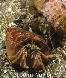 hermit crabs.St.Abbs Scotland by John Naylor 
